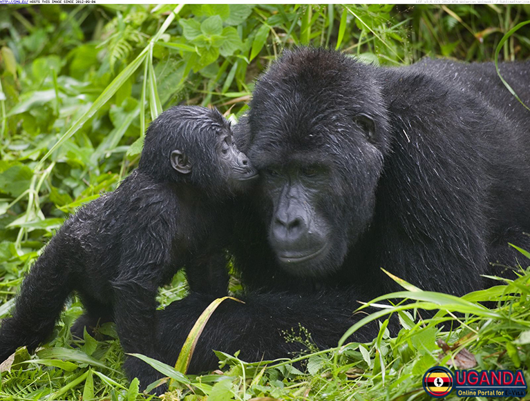 Bwindi-Impenetrable-National-Park-Gorilla-Uganda
