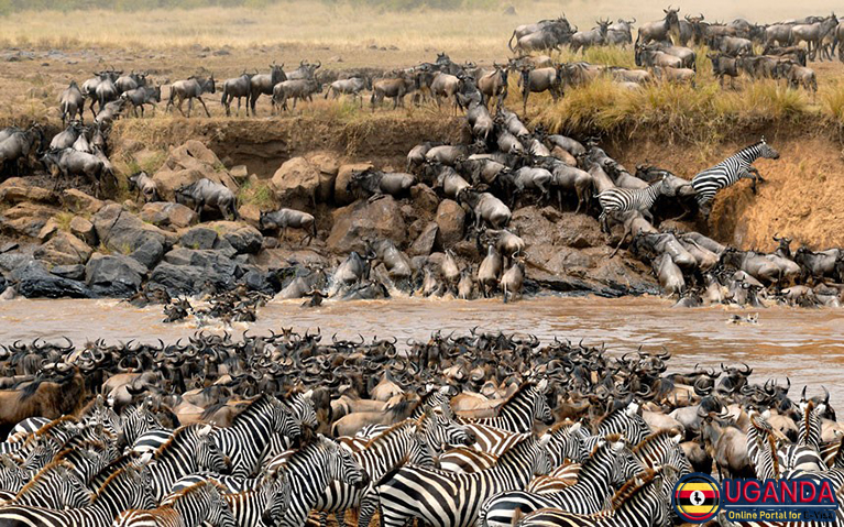 Huge-migration-Kenya-Safari-Africa