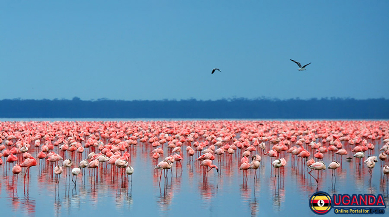 Kenya-lake-Nakuru-pink-flamingos-Africa